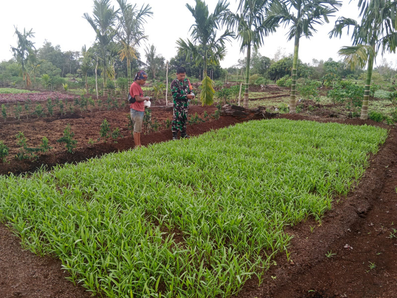 Sertu Mahyudin Bagikan Penyuluhan ke Petani Kangkung