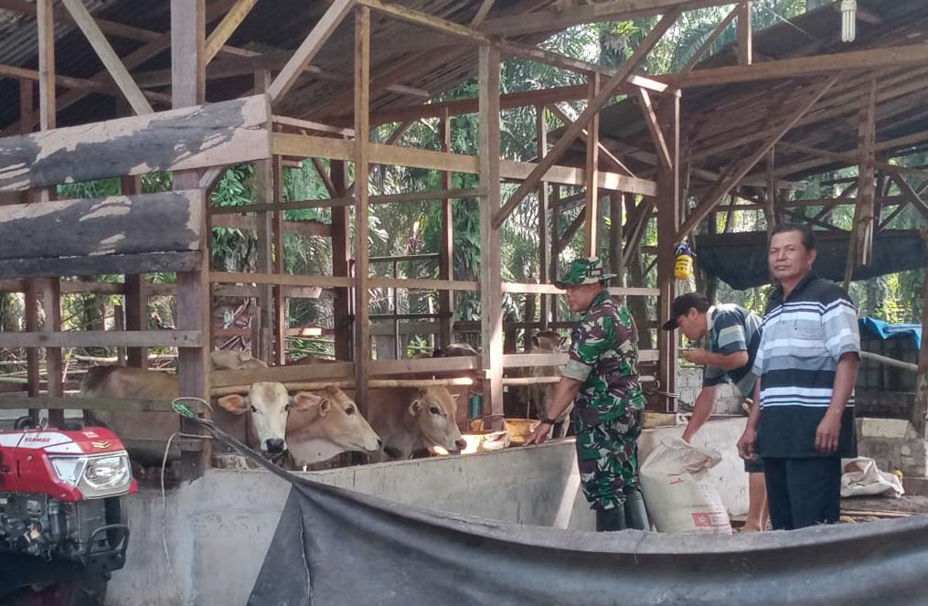 Antisipasi PMK, Ini Yang Dilakukan Pelda Joko