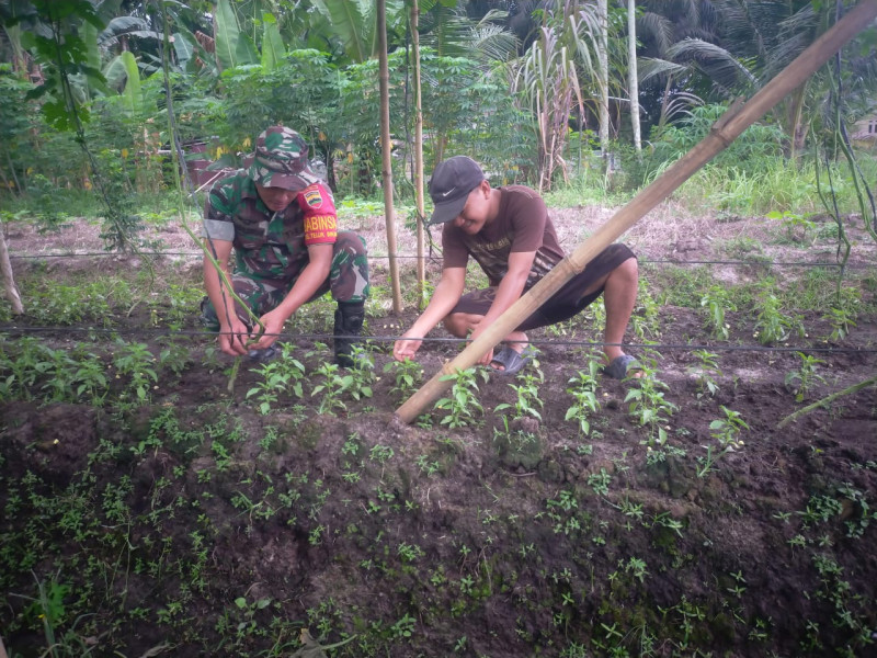 Sertu Arjuna Endar Babinsa Dumai Timur Ajak Warga Miliki Kebun Produktif