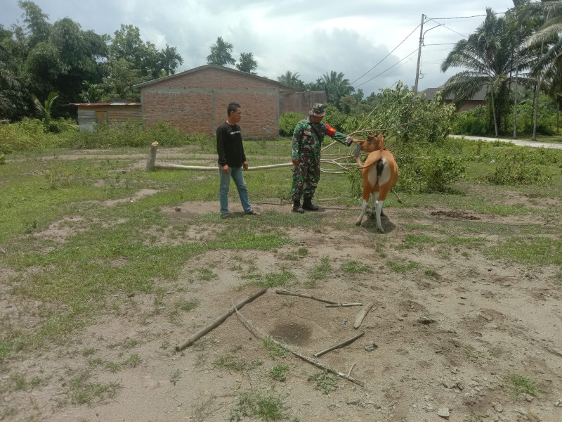 Serda Cerzakatno Laksanakan Sosialisasi Pencegahan PMK