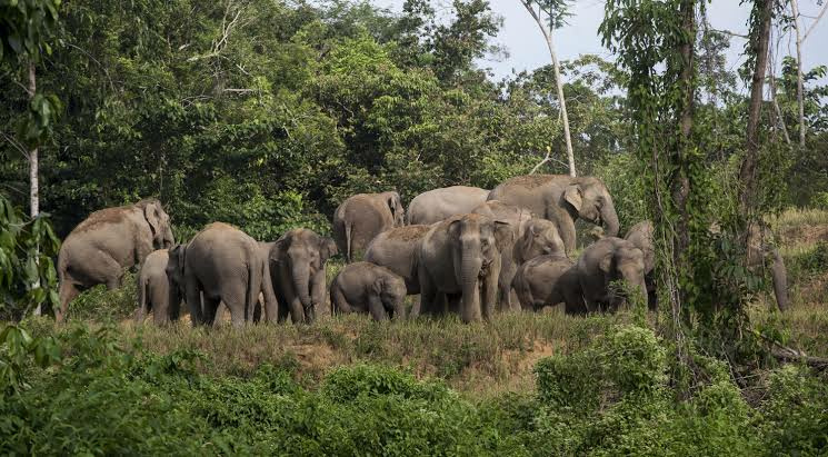 Kawanan Gajah Liar Rusak Kebun Warga Lampung Barat