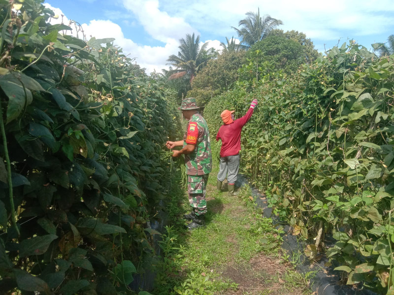 Petani Kacang Panjang Ini Dapatkan Pembekalan Dari Serda Cerzakatno