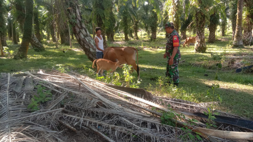 Serda Cerzakatno Berikan Ciri-ciri PMK Kepada Peternak