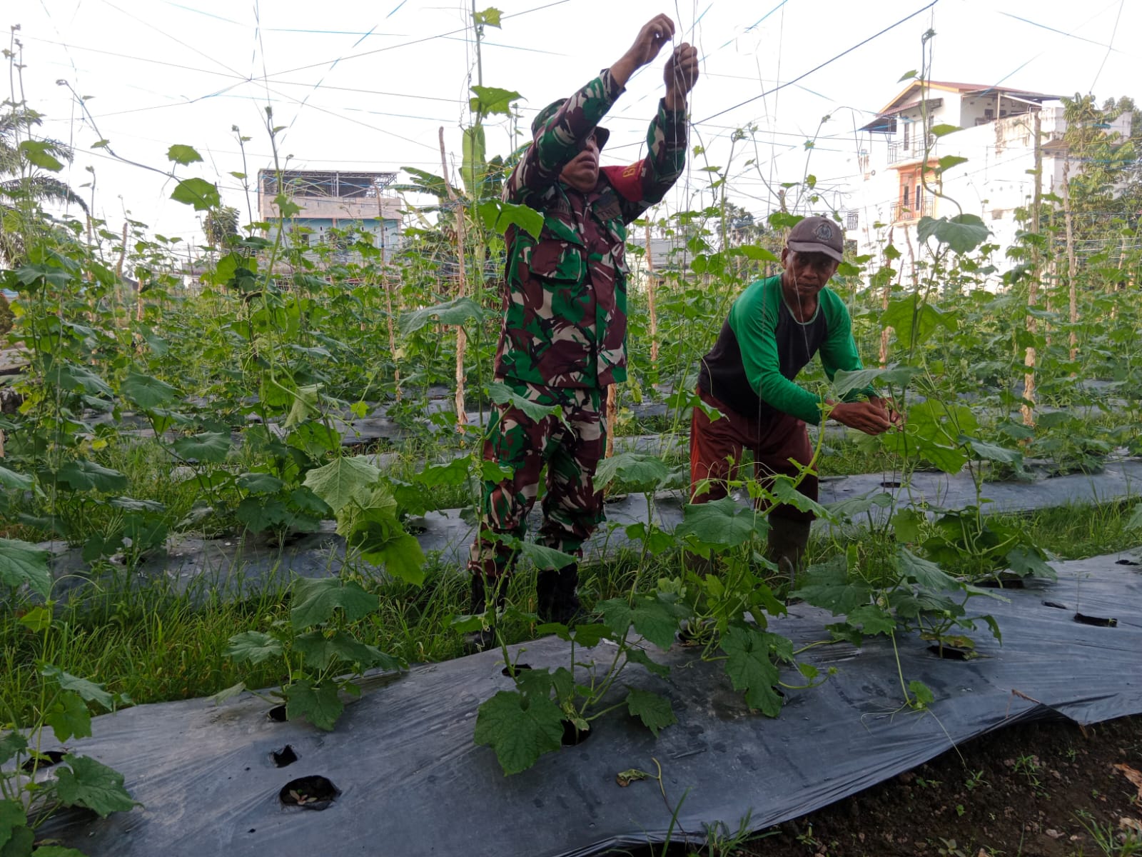 Sertu Mahyudin Temui Petani Gambas