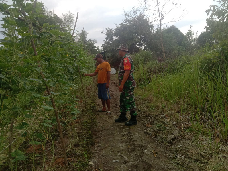 Bersama Babinsa, Petani Teluk Makmur Diharapkan Sukses Budidaya Tanaman Timun