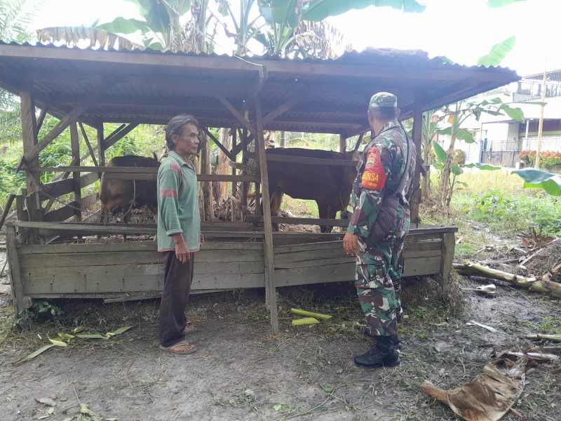 Serma F Purba Melaksanakan Giat Cegah PMK di Peternakan Milik Masyarakat