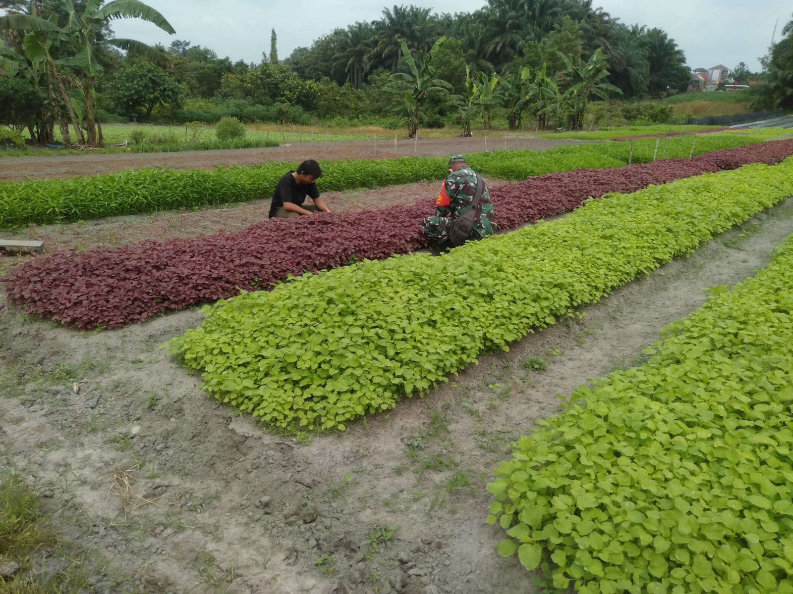 Serka Fahrizal Purba Laksanakan Giat Ketahanan Pangan