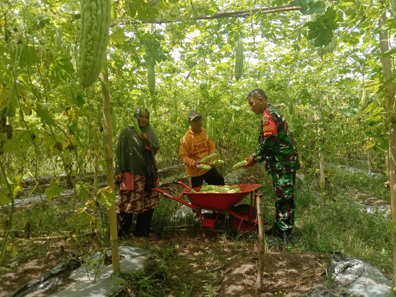 Babinsa Kelurahan Basilam Baru Dampingi Petani Pare Dukung Swasembada Pangan