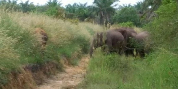 Puluhan Ekor Gajah Masuki Kawasan Perkebunan Masyarakat Desa Gondai