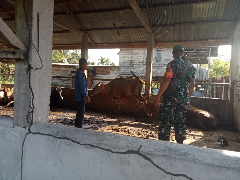 Serda Priyo Sudarmo Ingatakan Peternak Mengenai PMK