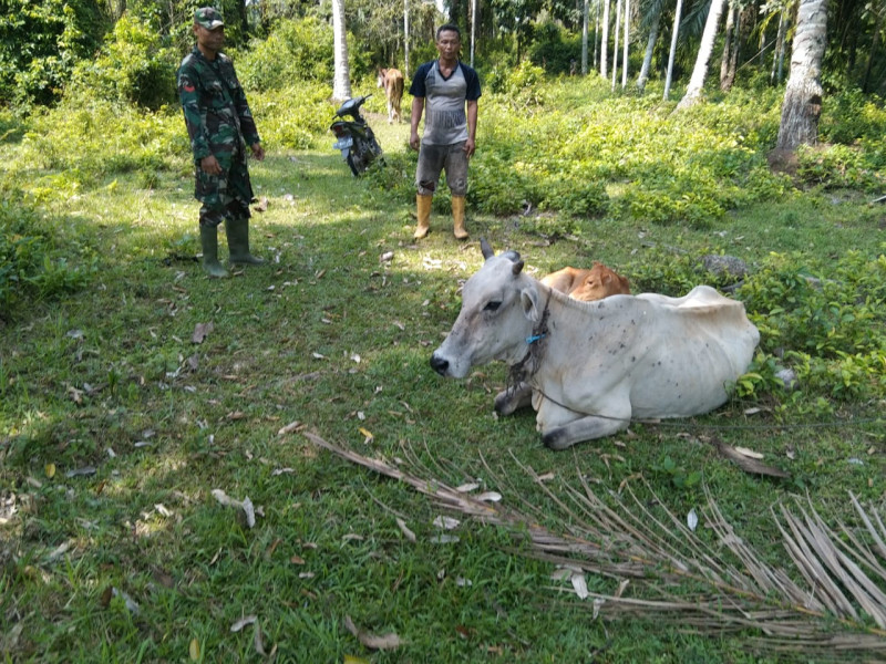 Koptu Erwan Sampaikan Sosialisasi Pencegahan PMK