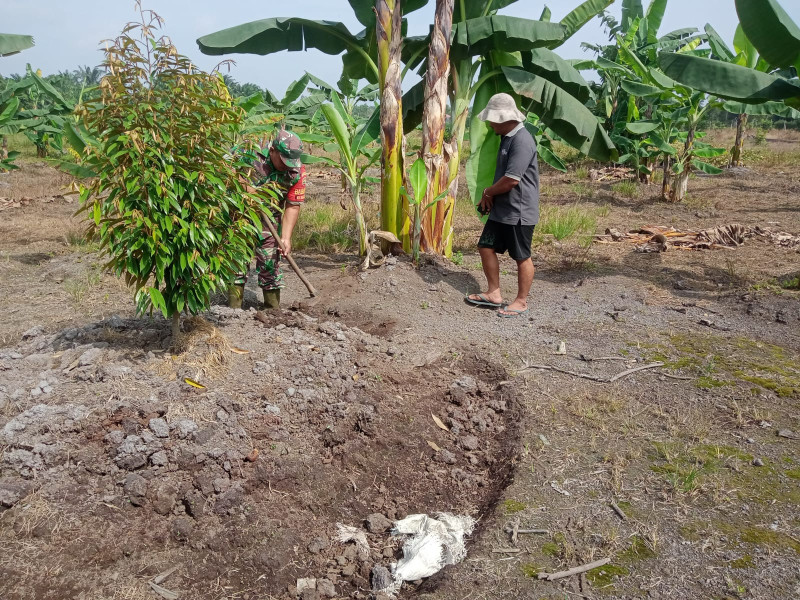 Sertu Sareh Dari Koramil 02/BK Bantu Petani Tanam Pisang di Kelurahan Bagan Besar