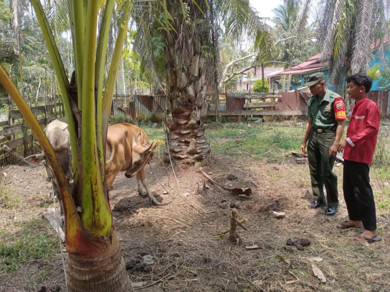 Serda CJ Pantau Kesehatan Hewan Dengan Cara Yang Baik