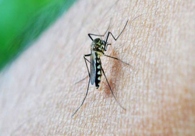 Mengapa Nyamuk Tertarik pada Manusia?