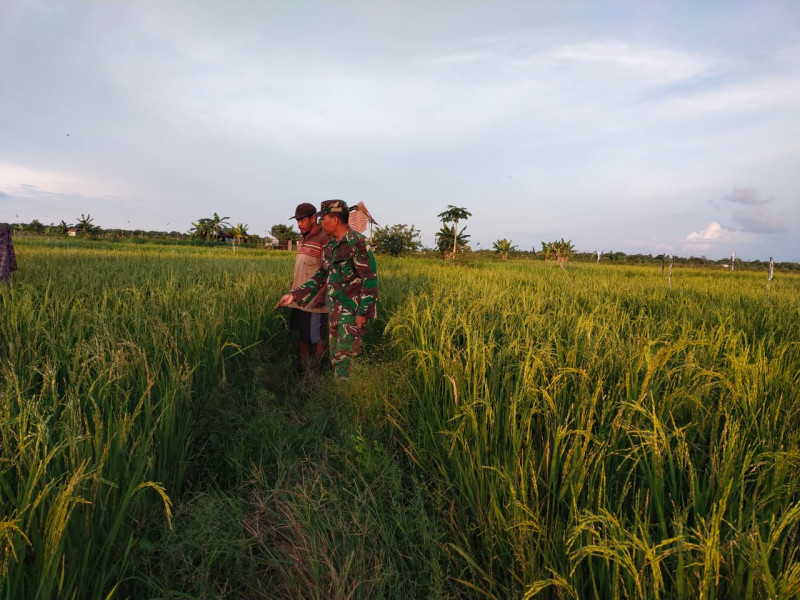 Babinsa Koramil 03 Sungai Sembilan Dampingi Petani dalam Swasembada Pangan Padi Gogo
