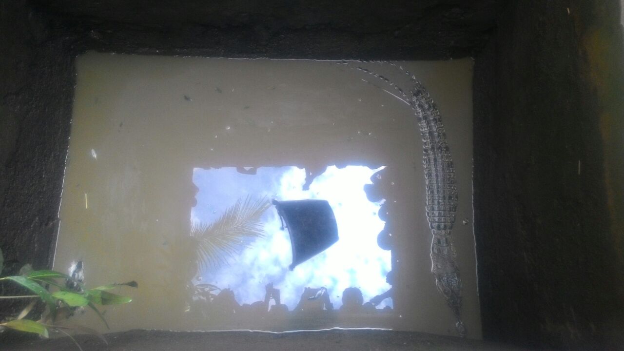 Warga Kempas Jaya Tangkap Seekor Buaya Berurukuran 2 Meter