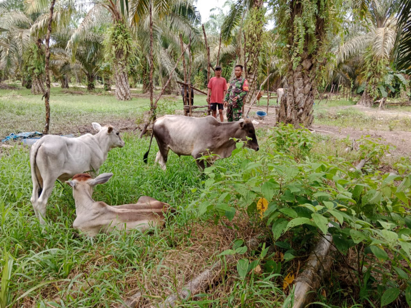 Serda Bambang Irwanto Berikan Edukasi Terkait Pencegahan PMK