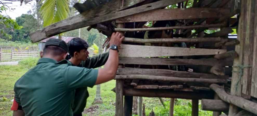 Kondisi Kesehatan Hewan Ternak di Wilayah Binaannya Rutin Dicek Oleh Serda Syahrul Ismail