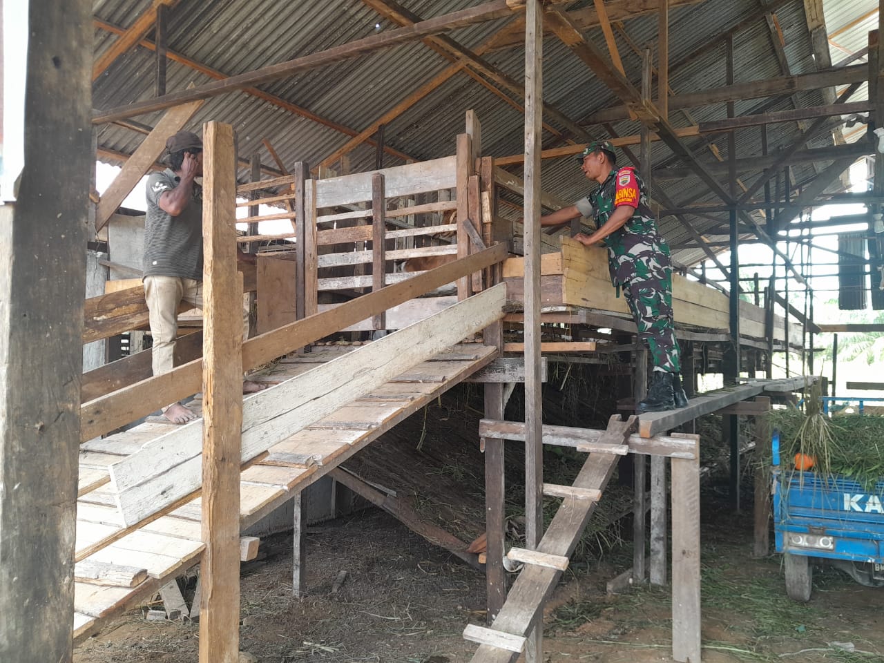 Sertu M Aslim Lubis Lakukan Pemantauan Hewan Ternak