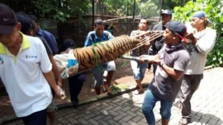 Dua Harimau Kabur dari Kandangnya di Kebun Binatang Semarang