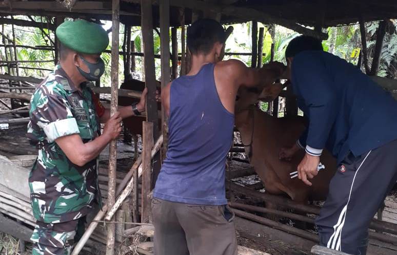 Babinsa Kelurahan Lubuk Gaung Dampingi DKPP Untuk Suntik Hewan Ternak