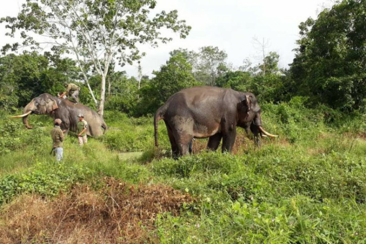 Penggiring Gajah Liar di Peranap, Ini Datuak nan Gadang Pahlawan Konservasi