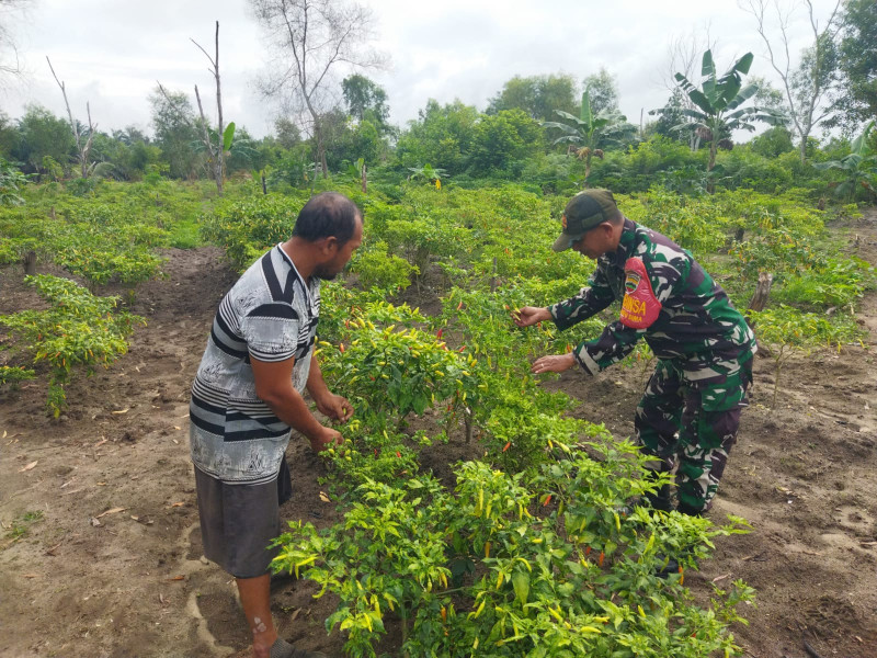 Kegiatan Karya Nyata, Babinsa Bantu Petani Kembangkan Kacang Panjang di Dumai Selatan