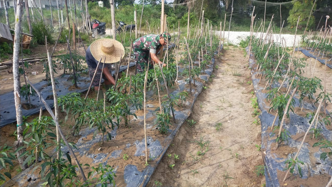 Pendampingang Petani Cabe Oleh Babinsa Serda Jum'at Desmanto