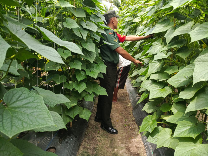 Serda Andi Berikan Penyuluhan Kepada Petani Timun
