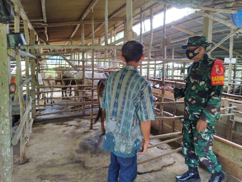 Penanganan dan Pencegahan PMK Dilaksanakan Oleh Serda Miftah