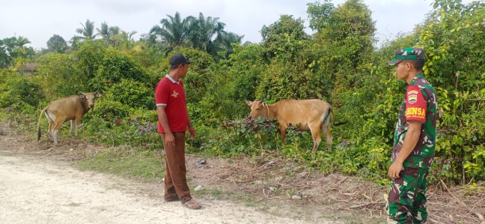 Babinsa Serda CJ Silalahi Pantau Hewan Ternak di Wilayah Binaannya
