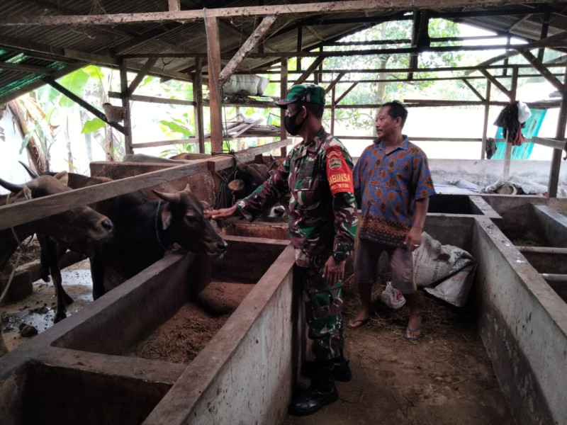 Babinsa Sambangi Peternak di Jalan Teduh