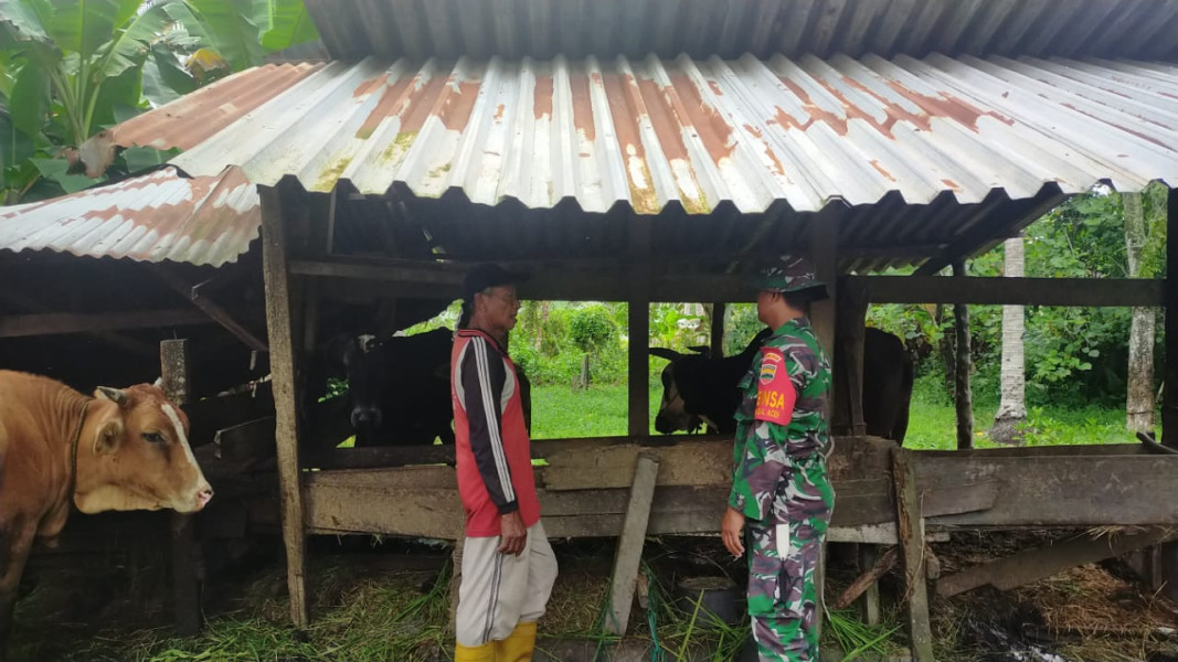 Serda Iwan Sahputra Cek Kesehatan Hewan Ternak