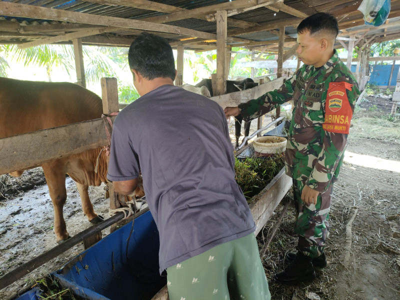 Sertu Sutarno Edukasi Peternak Tentang Bahaya PMK pada Hewan Ternak