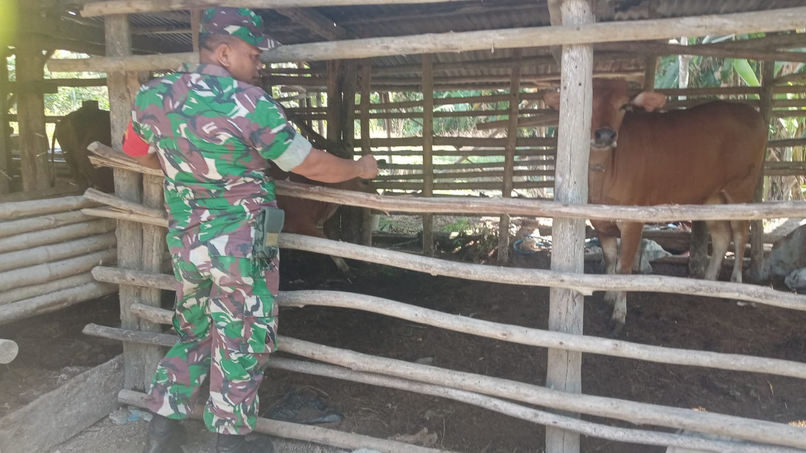 Sertu Sareh Laksanakan Pencegahan PMK