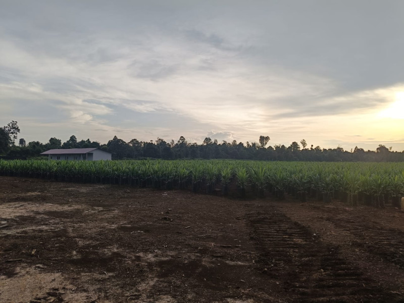 Diduga Catut Nama KLHK Pasang Patok Batas, Pengacara Albert: Kita Ada Bukti dan Ini Kronologisnya