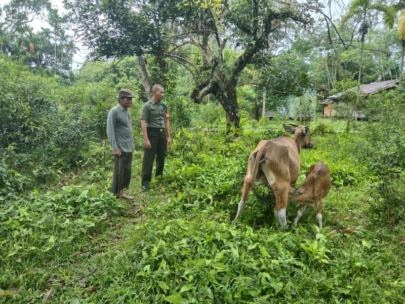 Pelaksanaan Pencegahan Virus PMK Oleh Babinsa Koramil 06 Merbau