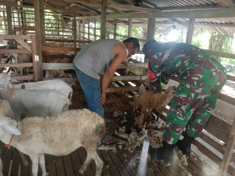 Sertu Afnal Aktif Cegah Penyakit Mulut dan Kuku pada Hewan Ternak di Desa Binaan