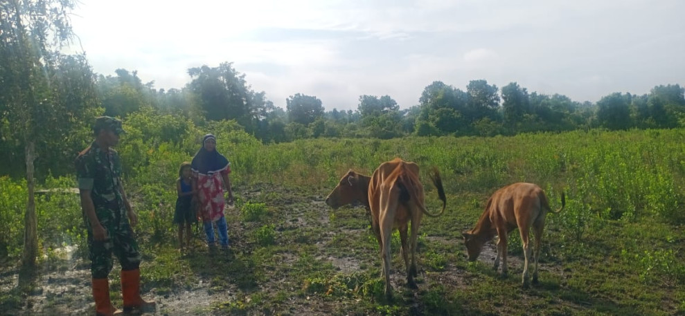 Serda CJ Silalahi Melaksanakan Giat Pemantauan Kesehatan Hewan Ternak