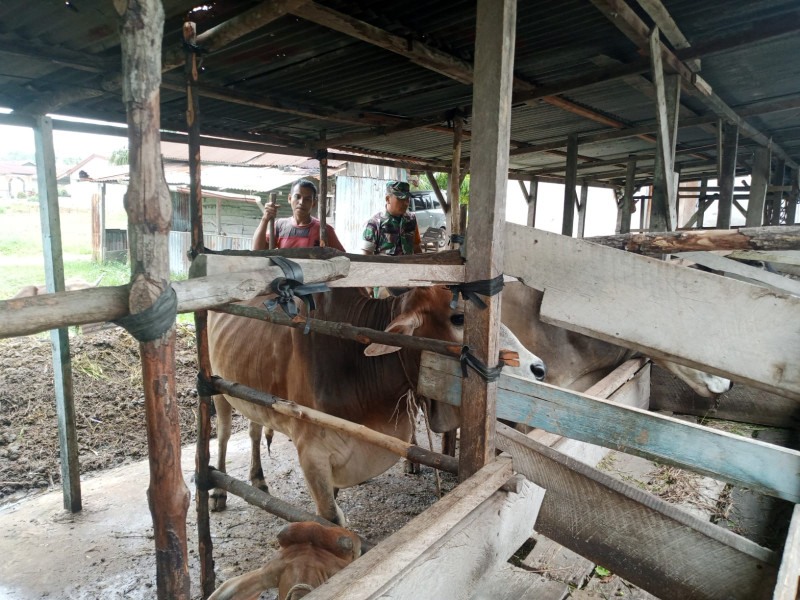 Sosialisasi Oleh Serda Ahmad Junaidi Cegah PMK