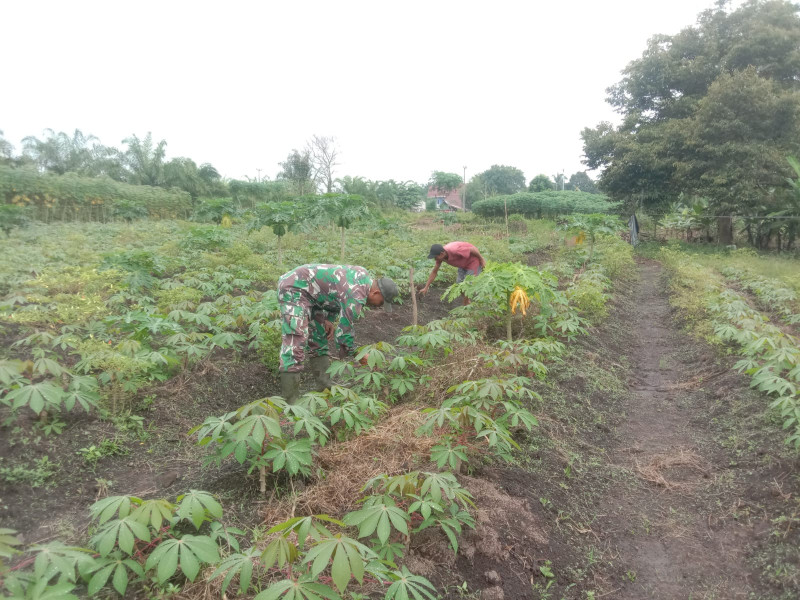 Sertu Ramli Dampingi Petani Ubi Roti dan Pepaya Serta Pisang