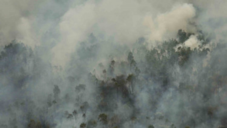 Kebakaran Hutan Sumbang Peningkatan Emisi Gas Rumah Kaca