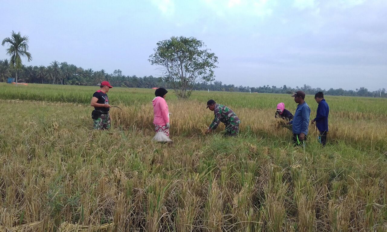 Disela TMMD, Anggota Koramil 07/Reteh Masih Sempat Bantu Petani Panen Padi