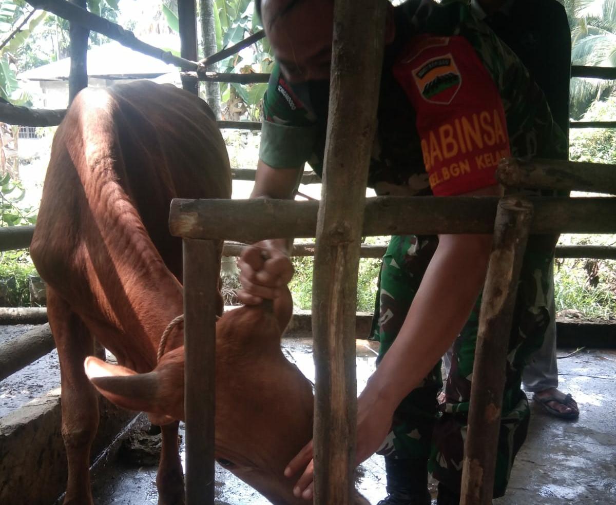 Babinsa Bagan Keladi Pantau Peternakan Sapi