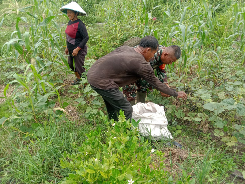 Babinsa Kelurahan Mekarsari Beri Pendampingan Petani Kacang Hijau
