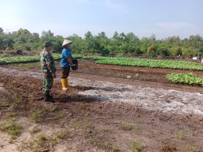Sertu Mahyudin Bantu Warga Kelurahan Purnama Siapkan Lahan Tanam Bayam