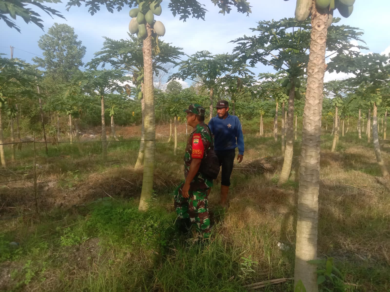 Jaga Ketahanan Pangan, Serda Cerza Katno Laksanakan Pendampingan
