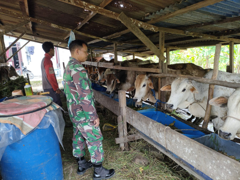 Babinsa Koramil Dumai Sosialisasikan Pencegahan PMK di Kelurahan Jaya Mukti
