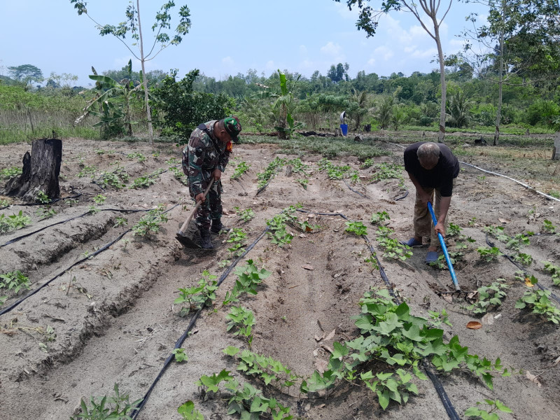 Babinsa Koramil-01/Dumai Mendampingi Penanaman Cabe di Dumai Selatan