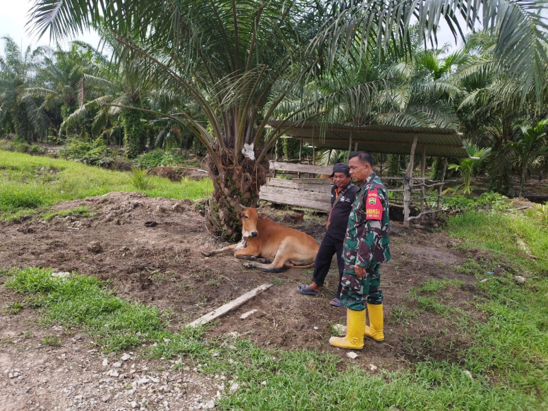 Sosialisasi Pencegahan PMK di Wilayah Binaannya Dilakukan Oleh Serda Miftah